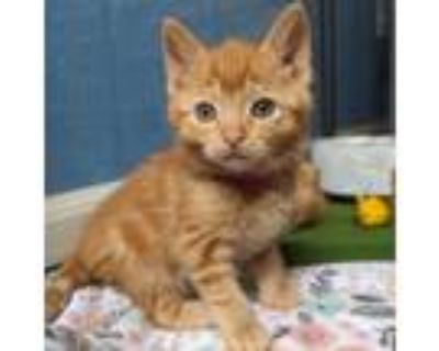Adopt Polly a Orange or Red Domestic Shorthair / Mixed cat in San Jose