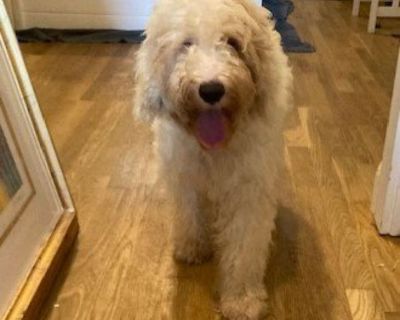 multi generational male labradoodle puppy