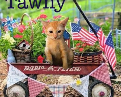 Tawny - Domestic Shorthair Male Kitten for Adoption