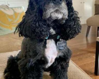 Tiny - Cocker Spaniel Male Dog for Adoption