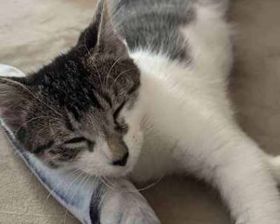 Just like the yummy snack he's named after, French Fry is a real treat! French Fry is a sweet, curious, playful, loving and fun-loving guy! He enjoys cozying up to his people, getting lots of pets, climbing up legs and even sneaking up on a back bending over to give him his meal! And toys? At the moment, kickers and interactive toys seem to be his favorites, but he's not too fussy. And he also ...