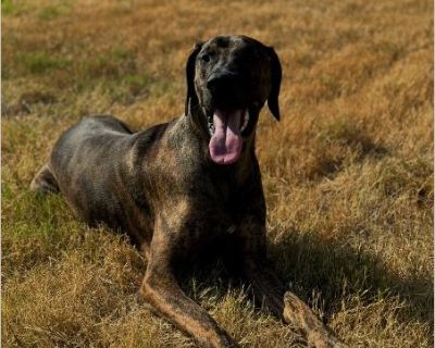 Atlas - Male Puppy Doberman Pinscher / Great Dane for Adoption