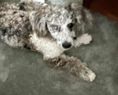 Enyo - Poodle (Miniature) Female Dog for Adoption