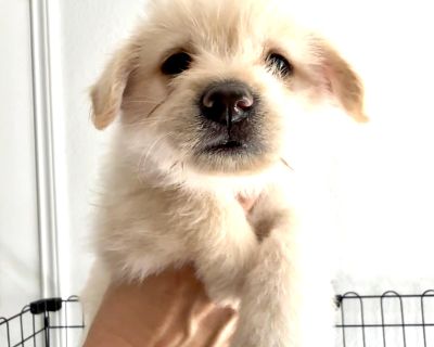OJ the fluffy/scruffy puppy - West Highland White Terrier / Westie Mix Male Puppy for Adoption
