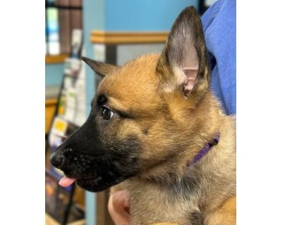 Cabbage - AVAILABLE - Shepherd (Unknown Type)/Mixed Breed (Medium) Mix Male Puppy for Adoption