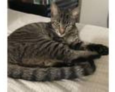 Adopt Charley a Gray, Blue or Silver Tabby American Shorthair / Mixed (short