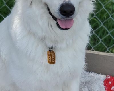 Suki - Great Pyrenees Mix Female Dog for Adoption