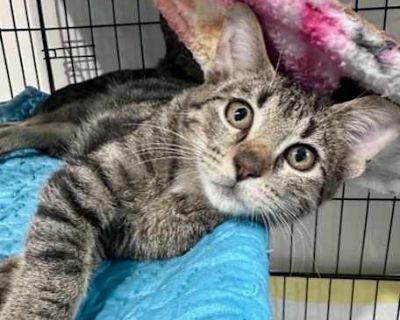 Breed Domestic Shorthair Color Brown or Chocolate (Mostly) Age 4 months old, Kitten Sex Male Pet ID 59593922 Hair Length short