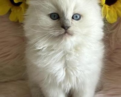 Brandy - Ragdoll Female Kitten For Sale