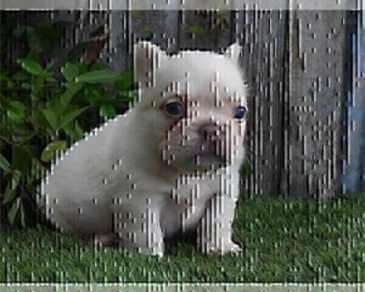 9 Weeks Old * Size at Maturity: Small * Availability Date: 09/11/2025 * Shipping Area: Nationwide * Payment Method: Paypal, Credit Cards, Cash *. MINI FLUFFY Frenchies. Please call and view my website dogboutiquestore for videos and xtra photos. Call me 954-270-3284 I can HAND deliver the puppy to your home or you are welcome to visit.