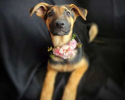 Percent - Doberman Pinscher Female Puppy for Adoption