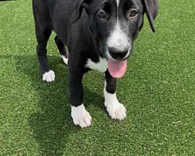 Bluejay - Border Collie/Mixed Breed (Large) Mix Female Puppy for Adoption