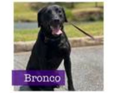 Adopt Bronco a Black Labrador Retriever