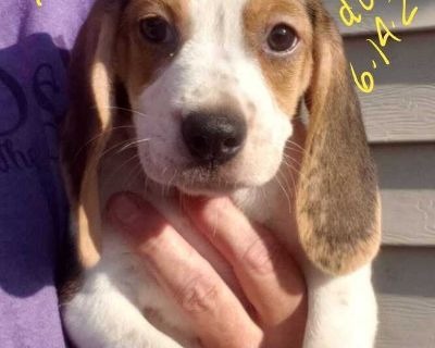 Alexa - Beagle - Beagle Female Puppy for Adoption