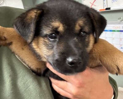 Ozzy - Mixed Breed Female Puppy for Adoption