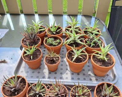 Succulents Plants