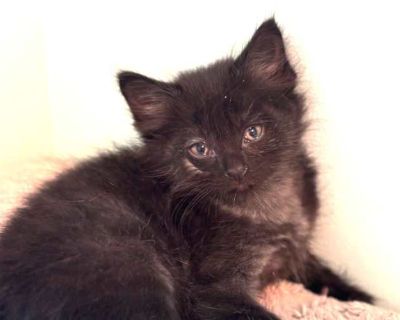Archer - Maine Coon Female Cat for Adoption