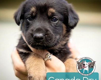 This cutie is Canada Dry Soda. He is currently 1 1/2 months old and weighs approximately 2 pounds. We think they may be a Chihuahua / Labrador Retriever mix*, but with rescue it s a guess! What matters most is that they are adorable and are one the MOST desperate in the entire US based on statistics for where this puppy is from. Shelters in this area are having to euthanize puppies. So, this pu...