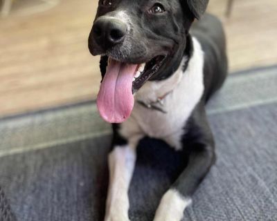 Shawna - Border Collie & Australian Cattle Dog / Blue Heeler Mix Female Dog for Adoption