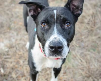 Hershey - Border Collie / American Staffordshire Terrier Male Puppy