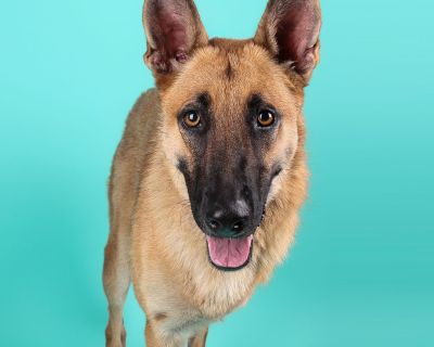 Chance - German Shepherd Dog Male Dog for Adoption