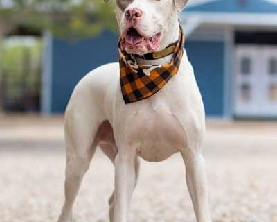 Dwayne - Pit Bull Terrier Male Dog for Adoption