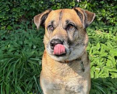 Rudy Jude - Husky/Mutt Mix Male Dog for Adoption