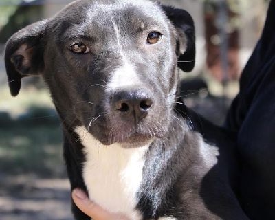Jett - Black Labrador Retriever & Beagle Mix Female Dog for Adoption