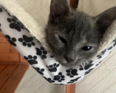 Maya - Domestic Female Kitten For Sale