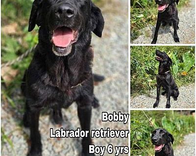 Bobby from Korea - Labrador Retriever Male Dog for Adoption