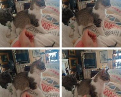 Bonya - Norwegian Forest Female Kitten For Sale