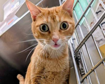 Adult. Orange or red. Microchipped. Adoption process Adoption includes spay/neuter surgery, microchips, current vaccinations, worming, and flea-tick treatment. . Usual rates: $100 Puppy/small dog $80 Most dogs $25 Senior dogs and cats $50 Most Cats and Kittens Occasionally we get in highly adoptable pets whose adoptions fees are more. These Hero Pets help us save other homeless animals. Special...