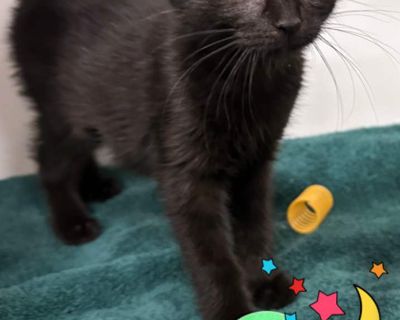 Dragon - Domestic Shorthair Female Kitten for Adoption