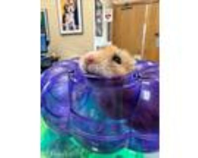 Adopt SEABISCUIT a Hamster