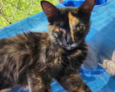 Child. Tortoiseshell. Hair: short. Vaccinated. Antoinette is a small, cute tortie. She had an eye injury in the past in her right eye but it doesn't affect her or require any special care. We do not remove a cat's eye unless recommended by the vet and the vet said it wasn't necessary. She gets along with other cats and small dogs. She is a sweet girl that you can hold but she will be cautious a...