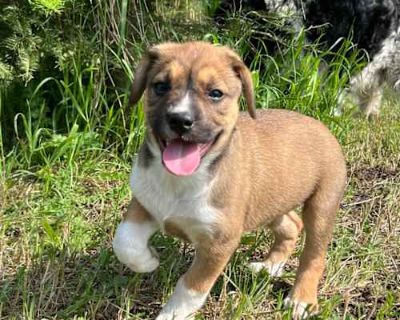 Nutmeg - American Bulldog/Boxer Mix Female Puppy for Adoption