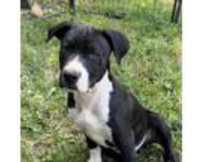 Adopt Othello 0323 a Black Labrador Retriever, Terrier