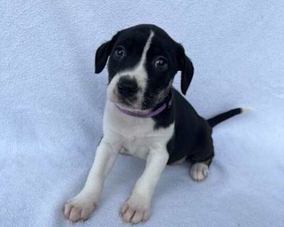 Jackson Five - Collie/Terrier (Unknown Type, Medium) Mix Female Puppy for Adoption