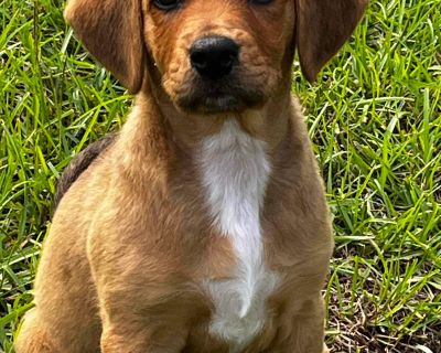 Brandy - Beagle Mix Female Puppy for Adoption