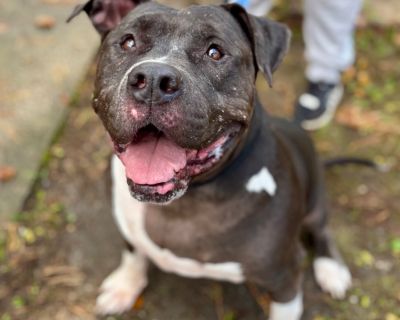 Health Vaccinations up to date, spayed / neutered.. Adult Male Extra Large Black , White / Cream