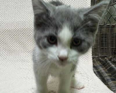 Gracie - Domestic Short Hair Female Cat for Adoption