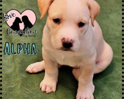 Alpha - Labrador Retriever Male Puppy for Adoption