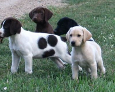 Hybrid Retriever Puppies & Started Dogs Shortadors