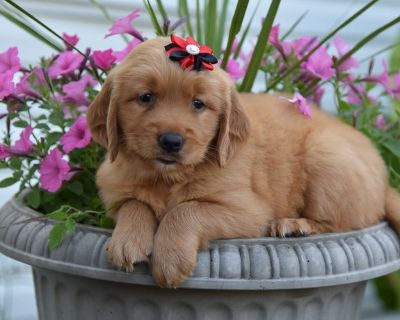 5 Male and 4 Female Golden Retriever Puppies for Sale