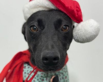 Moon - Australian Kelpie & Chihuahua Mix Female Dog for Adoption