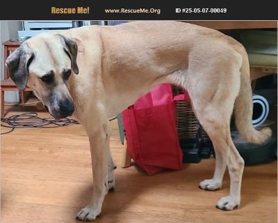 Petunia - Female Adult Anatolian Shepherd / Great Dane for Adoption
