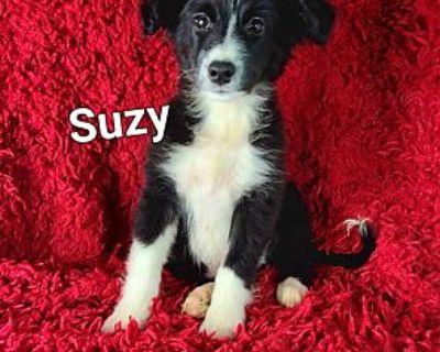 Suzy - Border Collie Female Puppy for Adoption