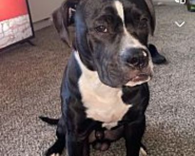 Carti - American Bulldog Male Dog for Adoption