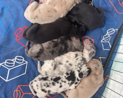 Great Dane puppies