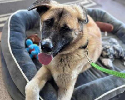 Coco - Anatolian Shepherd/Akita Mix Female Dog for Adoption